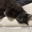 Cosmo