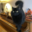 Mavis