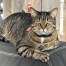 Liger