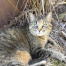 Sheba
