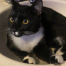 Mr Kitty