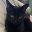Toothless