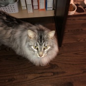 Max, a Grey, White, Black Domestic Shorthair Cat