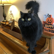 Mavis, a Black Mixed Cat