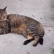 Buckaroo, a Brown (mixed) Tabby Cat