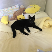 Mohammad, a White, Black Domestic Shorthair Cat