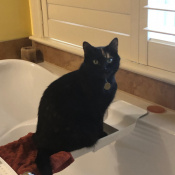 Image of lost pet: Sweetie, a Tortoise Shell Domestic Shorthair Cat