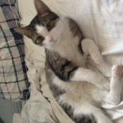 Image of lost pet: Rose, a Brown and white Tabby Domestic Shorthair Cat