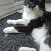 Josie, a Black, White Domestic Shorthair Cat