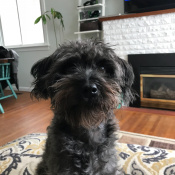 Finley, a Black Schnoodle (Schnauzer + Poodle) Dog