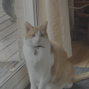 Lou, a Orange, White Domestic Shorthair Cat