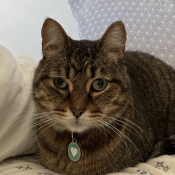 Chip, a Brown, Tan Domestic Shorthair Cat