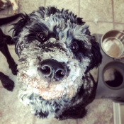 Otis, a Grey, Black Aussiedoodle (Australian Shepherd + Poodle) Dog