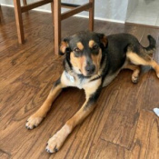 Sky, a Cream, Tan, Brown, Dark-brown, Black Shepherd Mix Dog