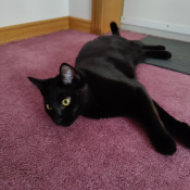 Image of lost pet: Luna, a Black Domestic Shorthair Cat