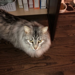 {petName}, a Grey, White, Black Domestic Shorthair Cat