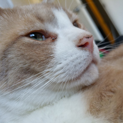 Bailey, a Orange Tabby Cat