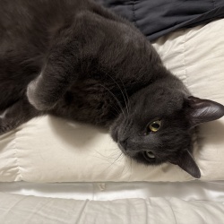Cosmo