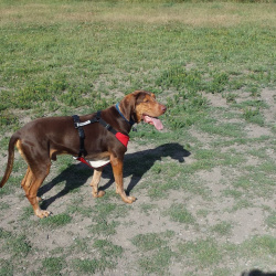 Merlin, a Dark brown, tan, with speckled feet, white Coonhound (Black and Tan) Dog