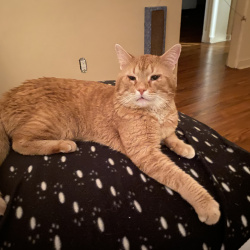 Prince, a Orange Domestic Shorthair Cat