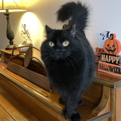 {petName}, a Black Mixed Cat