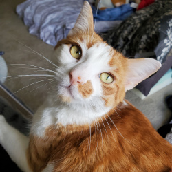 GINGY, a orange and white Polydactyl Tabby Cat