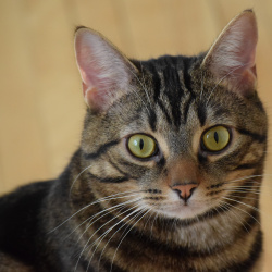 Marble, a Brown and Black Tabby DSH Cat