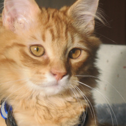 Dillon, a Orange Dsh Cat