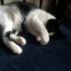 BELLA, a WHITE/BLACK TUXEDO Cat
