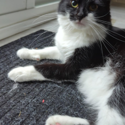 {petName}, a Black, White Domestic Shorthair Cat