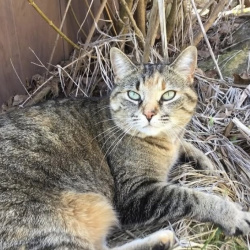 {petName}, a Unknown Domestic Shorthair Cat