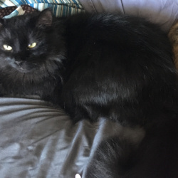 Ghost, a Black Domestic Longhair Cat