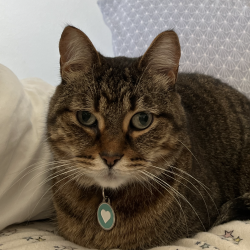 {petName}, a Brown, Tan Domestic Shorthair Cat
