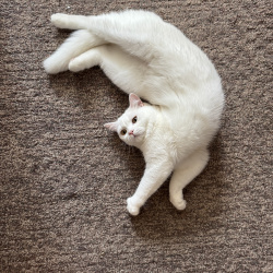 {petName}, a White British Shorthair Cat