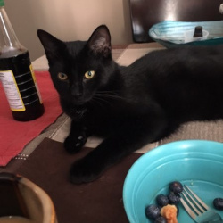 Leo, a black Bombay Cat