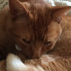 Cash, a Ginger Tabby Cat