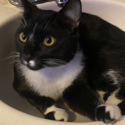 {petName}, a Black, White Domestic Shorthair Cat
