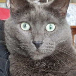 grey kitteh, a grey Domestic Shorthair Cat