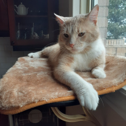 {petName}, a Tan Domestic Shorthair Cat