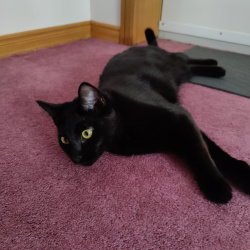 Luna, a Black Domestic Shorthair Cat